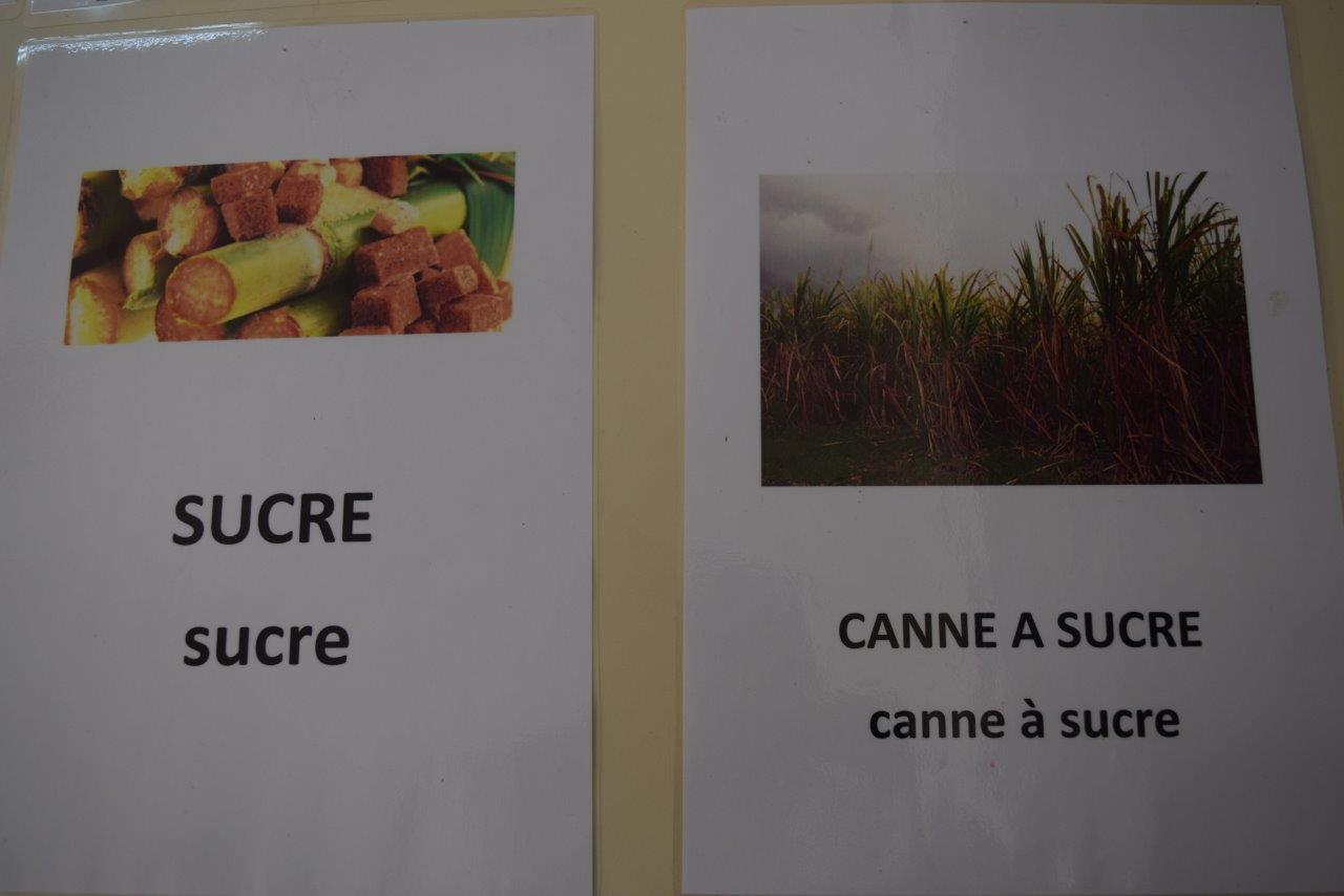 18-03-canne-a-sucre (69)